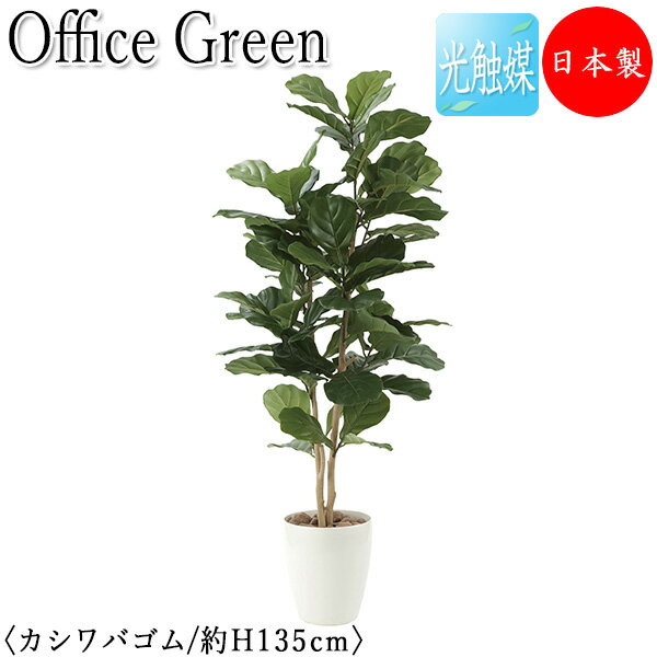 【送料無料】 【日本製/業務用】 フェイクグリーン カシワバゴム オフィスグリーン 光触媒 人工観葉植物 人工樹木 造花 鉢植え 床置き型 高さ約135cm 天...