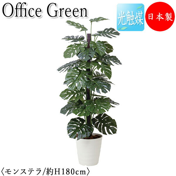 ̵ /̳ѡ ե꡼ 󥹥ƥ ե꡼  ͹տʪ ͹ ¤ ȭ ֤ ⤵180cm ŷ...