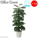 【法人送料無料】 【業務用】 フェイクグリーン 人工植物 人工樹木 鉢植え 床置き型 高さ約180cm みどり 緑 リラックス モンステラ UT-0435