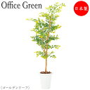 【法人送料無料】 【業務用】 フェイクグリーン 人工植物 人工樹木 鉢植え 床置き型 高さ約120cm みどり 緑 リラックス ゴールデンリーフ UT-0442