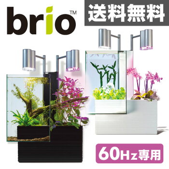 金魚 砂の理想と現実 金魚 砂の理想と現実