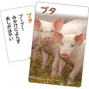 これはなんの音? かるた 〜いきもの〜 知育玩具 教材 動物 カードゲーム アーテック 21167