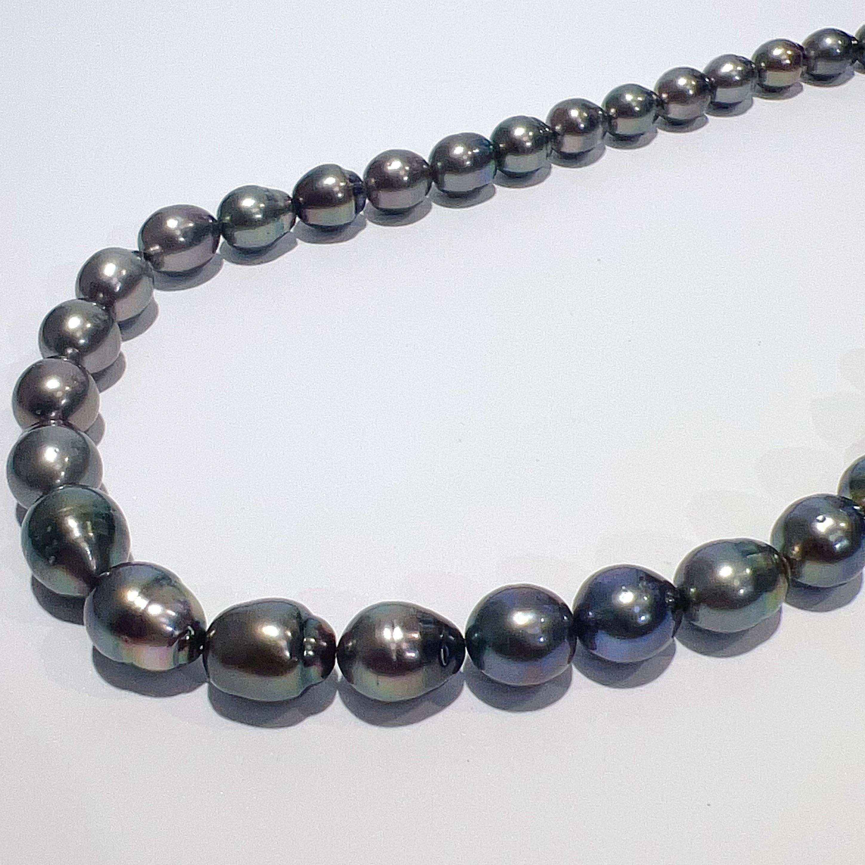 【中古】 SV黒蝶タヒチブラックパ...