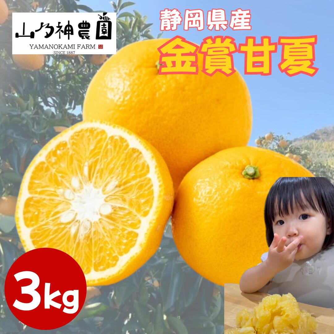 静岡県産 金賞甘夏 3kg セット 詰め合わせ 甘夏 みかん 家庭用 プレゼント 山乃神農園 無農薬 静岡