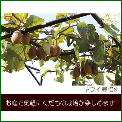 キウイの栽培方法と育て方 剪定のポイントや収穫までを詳しくご紹介 暮らし の キウイの栽培方法と育て方 剪定のポイントや収穫までを詳しくご紹介 暮らし の