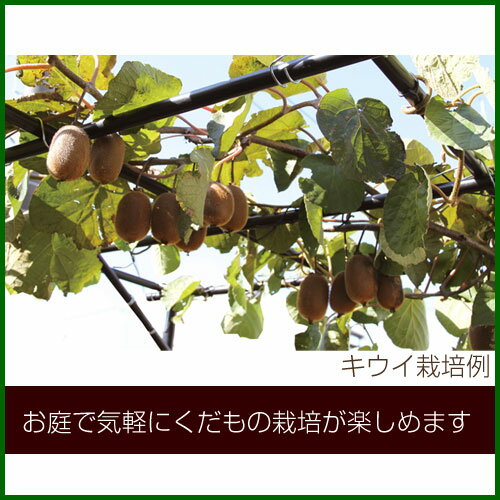 第一ビニール くだもの棚セット パーゴラ 120cm×180cm KT-M [設置サイズ：幅120cm×奥行180cm×高さ（土中30cm埋め込み時）180cm]【ぶどう棚 藤棚 ふじ棚 葡萄棚 園芸棚 菜園 棚 支柱 園芸 用品 つる ヘチマ キウイ 栽培 格子棚 軒下 ツル】