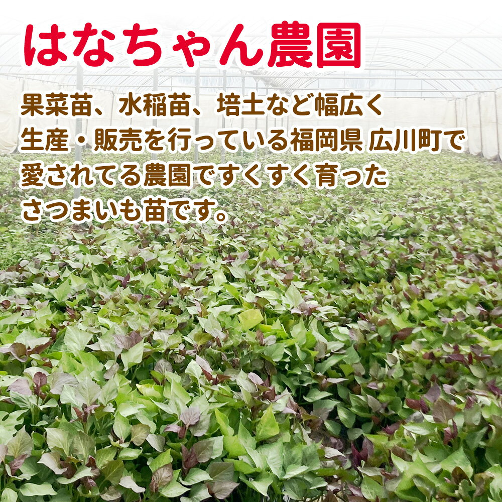 さつまいも苗 選べる6品種 100本入り はなちゃん農園 【2026年 切苗 切り苗 サツマ...