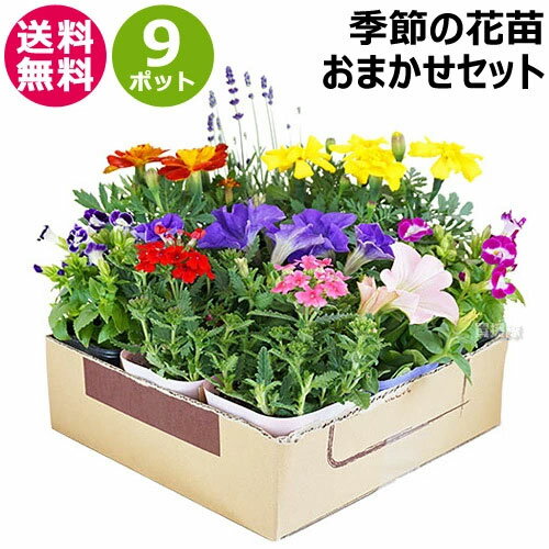 おしゃれな花 季節の花苗 おまかせ 9ポット 1187 hananae-32 【花 花苗 玄関 樽型 プランター 鉢 ベランダ 寄植え 季節 春 夏 秋 冬 花 旬 お祝い ギフト プレゼント 誕生日 お店 フラワーギフト 贈り物 発表会 記念日 お祝い 出産祝い】【おしゃれ おすすめ】[CB99]