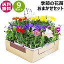 季節の花苗 おまかせ 9ポット 1187 hananae-32 【花 花苗 玄関 樽型 プランター 鉢 ベランダ 寄植え 季節 春 夏 秋 冬 花 旬 お祝い ...
