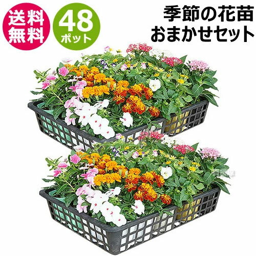 季節の花苗 おまかせ 48ポット 1187 hananae-34 【花 花苗 玄関 樽型 プランター 鉢 ベランダ 寄植え 季節 春 夏 秋 冬 花 旬 お祝い ギフト プレゼント 誕生日 お店 フラワーギフト 贈り物 発表会 記念日 お祝い 出産祝い 新築祝】【おしゃれ おすすめ】[CB99]