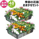 季節の花苗 おまかせ 48ポット 1187 hananae-34 【花 花苗 玄関 樽型 プランター 鉢 ベランダ 寄植え 季節 春 夏 秋 冬 花 旬 お祝い...