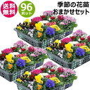 季節の花苗 おまかせ 96ポット 1187 hananae-35 【花 花苗 玄関 樽型 プランター 鉢 ベランダ 寄植え 季節 春 夏 秋 冬 花 旬 お祝い...