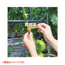 クラレトレーディング トマトの包帯 25mm×5m 8巻セット 不織布テープ オレンジ KRR-015929-8S 【トマト とまと 折れた 茎 枝 補修 テー...
