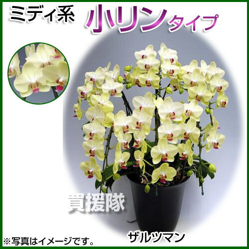 【最大1000円OFFクーポン】胡蝶蘭 ミディ系 小リンタイプ 6本立ち [7号] [ザルツマン] 【胡蝶蘭 ミディ 誕生日 結婚式 母の日 父の日 クリスマス プレゼント 敬老 ギフト 送料無料 開店祝い 花 洋蘭】【おしゃれ おすすめ】[CB99]