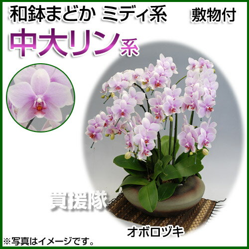和鉢まどか 胡蝶蘭 ミディ系 中大リン系 オボロヅキ [大] [おぼろづき オボロヅキ] 【胡蝶蘭 ミディ 誕生日 結婚式 母の日 父の日 クリスマス プレゼント 敬老 ギフト 送料無料 開店祝い 花 洋蘭】【おしゃれ おすすめ】[CB99]