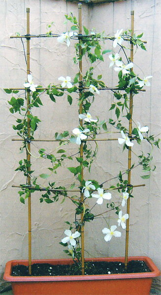 あさがおやクレマチスなどのつる性植物の誘引に最適です。和風トレリス[60cm×120cm] 5セット