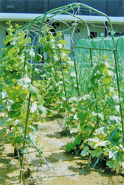 ���ӥˡ��� �����������ѥѥå���[10����] ��14mm�� �ںڱ� ��� ���� ���祤��� �� �����ǥ˥� �����ڱ� ���ʡۡڤ������ ��������� [CB99]