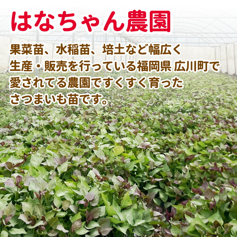 ★最大400円OFFクーポン★6月3日まで★さつまいも苗 選べる6品種 30本入り はなちゃん...