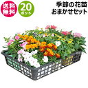 花苗 セット 季節の花 おまかせセット 20ポット 1187 hananae-33 【花 花苗 玄関 樽型 プランター 鉢 ベランダ 寄植え 季節 春 夏 秋 ...