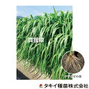 ★ポイント最大10倍&最大400円OFFクーポン★7月1日限定★タキイ種苗 緑肥 種 ギニアグラス ナツカゼ 0.5kg BFG573 【種子 種 タネ たね 緑肥作物 緑肥 牧草 栽培 障壁栽培 すきこみ 転作 早生 サツマイモネコブセンチュウ 各種有害センチュウ 密度 抑制 塩類濃度が高い土