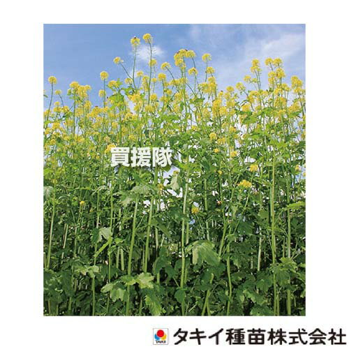 タキイ種苗 緑肥 種 からしな 黄花のちから 1kg BTY501 【種子 種 タネ たね 緑肥作物 緑肥 栽培 シロカラシ 緑肥用 生物くん蒸作物 短期間で高収量 トマト青枯病 ホウレンソウ萎凋病 抑制効果 美しい黄色の花 景観用】【おしゃれ おすすめ】[CB99]