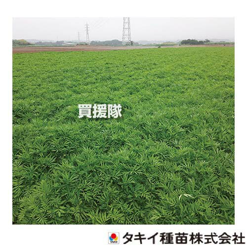 タキイ種苗 緑肥 種 フレンチマリーゴールド エバーグリーン 0.1kg×5袋 BTY588 