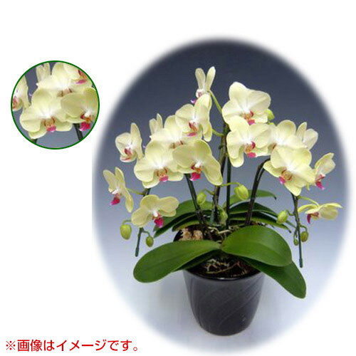 胡蝶蘭 ミディ系 小リンタイプ 3本立ち [6号] [ザルツマン] 【胡蝶蘭 ミディ 誕生日 結婚式 母の日 父の日 クリスマス プレゼント 敬老 ギフト 3本立ち 送料無料 開店祝い 花 洋蘭】【おしゃれ おすすめ】[CB99]