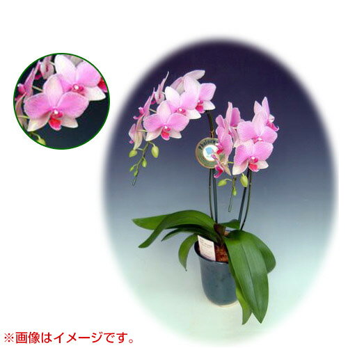 胡蝶蘭 ミディ系 中大リン系タイプ 2本立ち [5号] [スーパーマーメイド] 【胡蝶蘭 ミディ 誕生日 結婚式 母の日 父の日 クリスマス プレゼント 敬老 ギフト 送料無料 開店祝い 花 洋蘭】【おしゃれ おすすめ】[CB99]