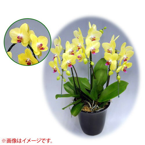 胡蝶蘭 ミディ系 中大リン系タイプ 3本立ち [6号] [フーラーサンセット] 【胡蝶蘭 ミディ 誕生日 結婚式 母の日 父の日 クリスマス プレゼント 敬老 ギフト 3本立ち 送料無料 開店祝い 花 洋蘭】【おしゃれ おすすめ】[CB99]のサムネイル