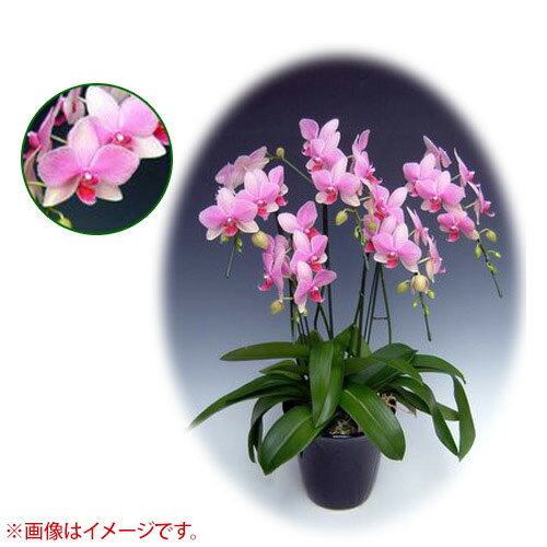 㤨֡ݥȺ10ܡ400OFFݥ121ĳ ߥǥ ϥ 5Ω [7] [ѡޡᥤ] ڸĳ ߥǥ  뺧   ꥹޥ ץ쥼 Ϸ ե ̵ Źˤ  ۡڤ [CB9פβǤʤ25,410ߤˤʤޤ