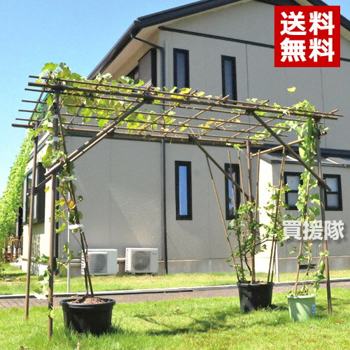 《法人限定》セキスイ フルーツパーゴラDX【ぶどう棚 藤棚 ふじ棚 葡萄棚 園芸棚 菜園 棚 支柱 園芸 用品 つる ヘチマ キウイ 栽培 格子棚 軒下 ツル 積水樹脂】【おしゃれ おすすめ】[CB99]【送料無料】組立・調整・設置が簡単！のサムネイル