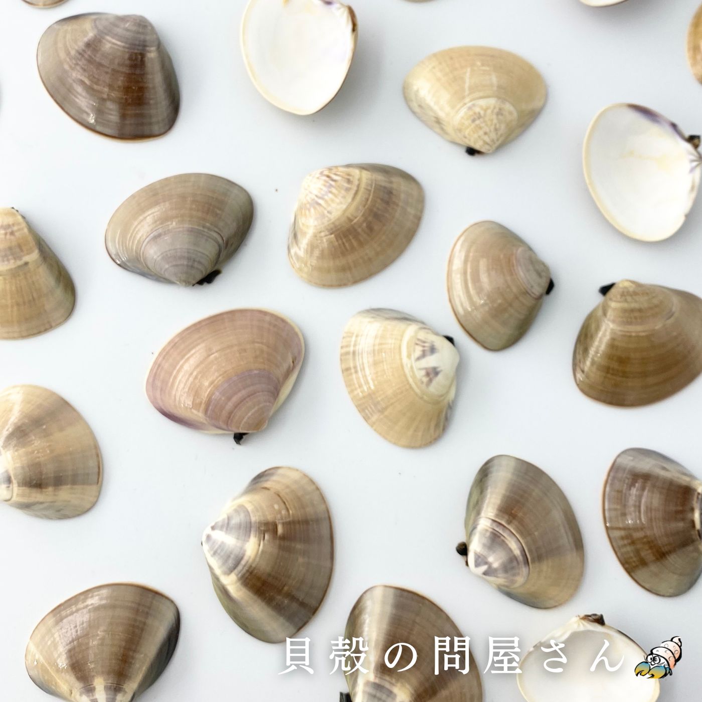 ［二枚貝］国産 天然 ミニハマグリ 片面貝 貝殻 シェル 二枚貝 ハンドメイド 蛤