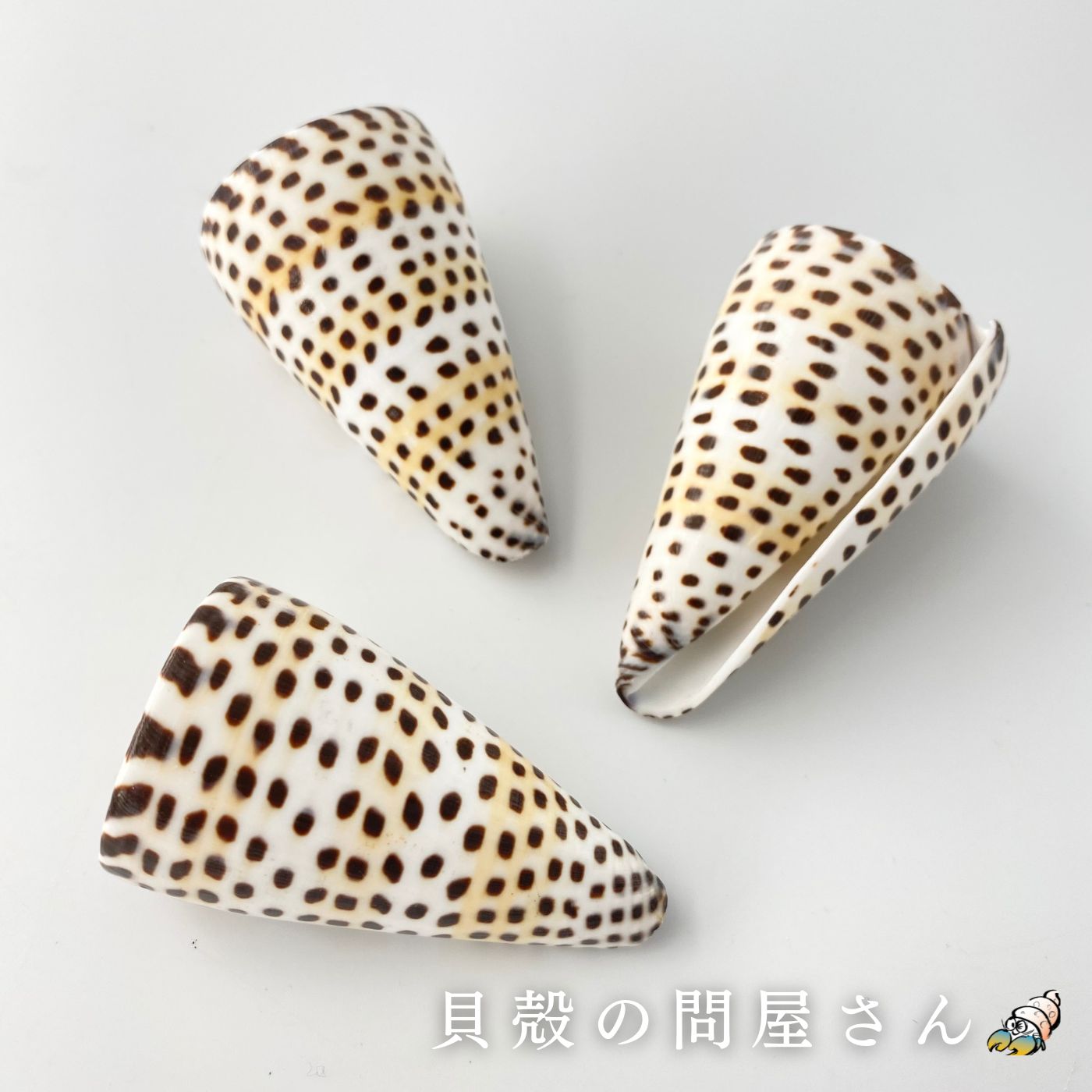 ［イモガイ］アンボンクロザメ（自然）【約7～8cm/1個】貝殻・貝・シェル・イモガイ