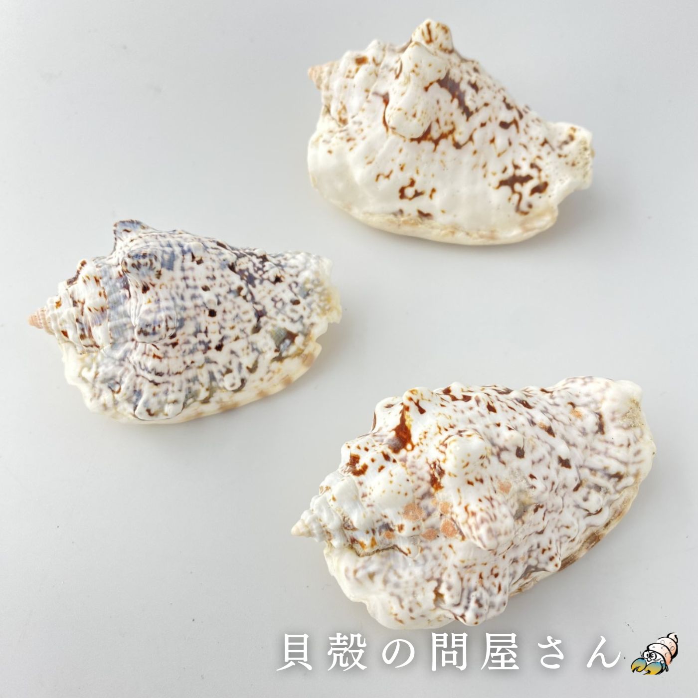 ［巻貝］イボソデガイ貝 貝殻 シェル 巻貝 角 アクセサリー 置物 コレクター 絵画 フォト