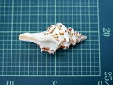 ［巻貝］ツノマタモドキ【8.5cm前後/1個】貝殻・貝・シェル・巻貝 2