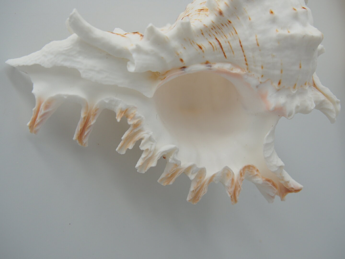 ［巻貝］テングガイ（約8～25cm）貝 