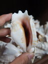 ［巻貝］ヒメゴホウラ貝 貝殻 シェル 巻貝 角 アクセサリー 置物 コレクター 絵画 フォト