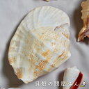 ［巻貝］ゴホウラ(約10～15cm)貝 貝殻 シェル 巻貝 角 アクセサリー 置物 コレクター 絵画 フォト
