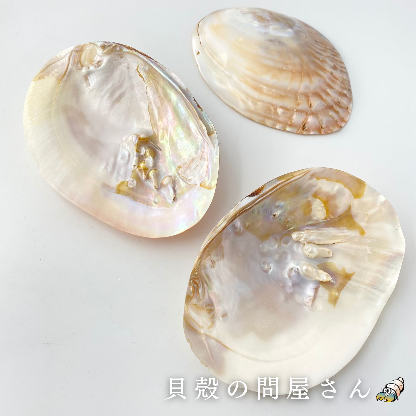 ［二枚貝］イシガイ真珠磨き片面貝 貝殻 シェル 二枚貝 磨き