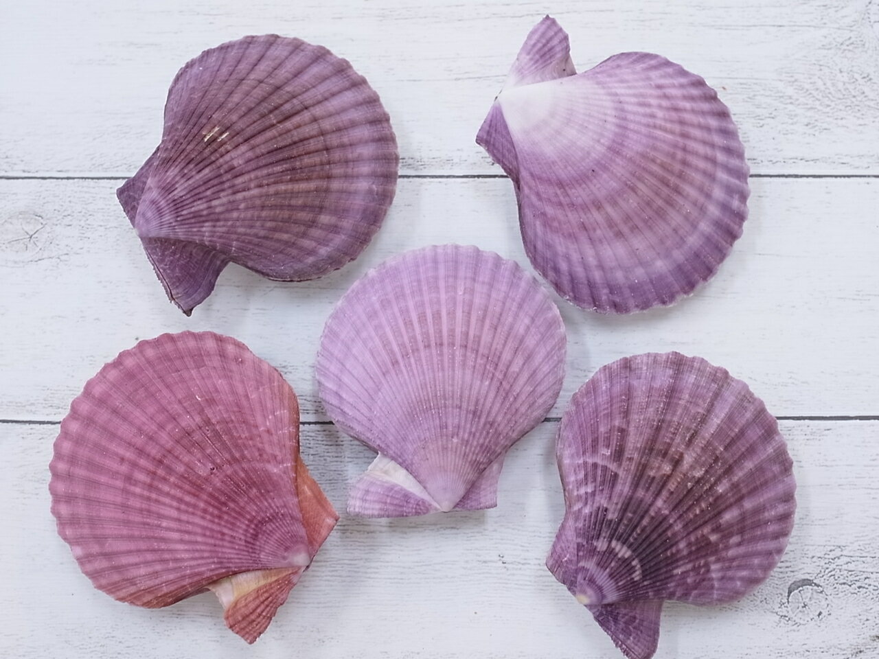 ［二枚貝］ヒオウギガイ両面-紫系-貝 貝殻 シェル 二枚貝 ブライダル ウェルカムボード アクセサリー ハンドメイド