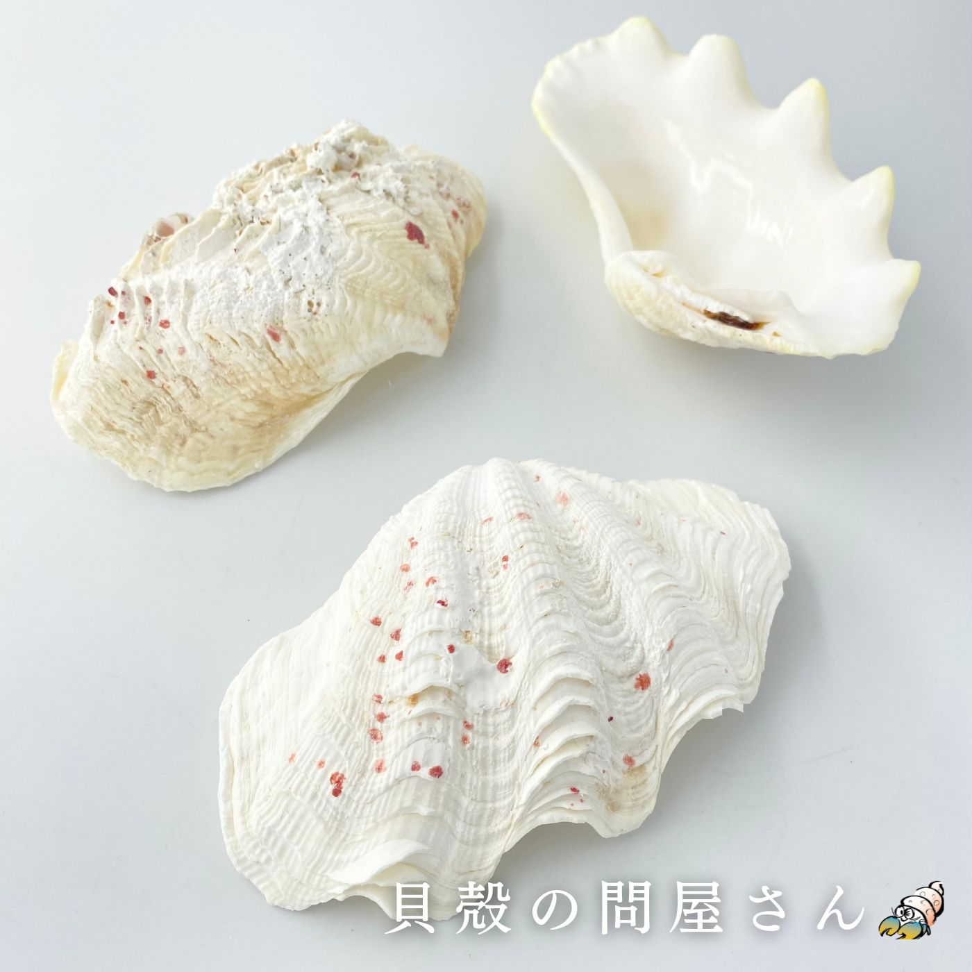 シャコガイ片面【約15〜17cm/3枚入】貝殻・貝・シャコガイ
