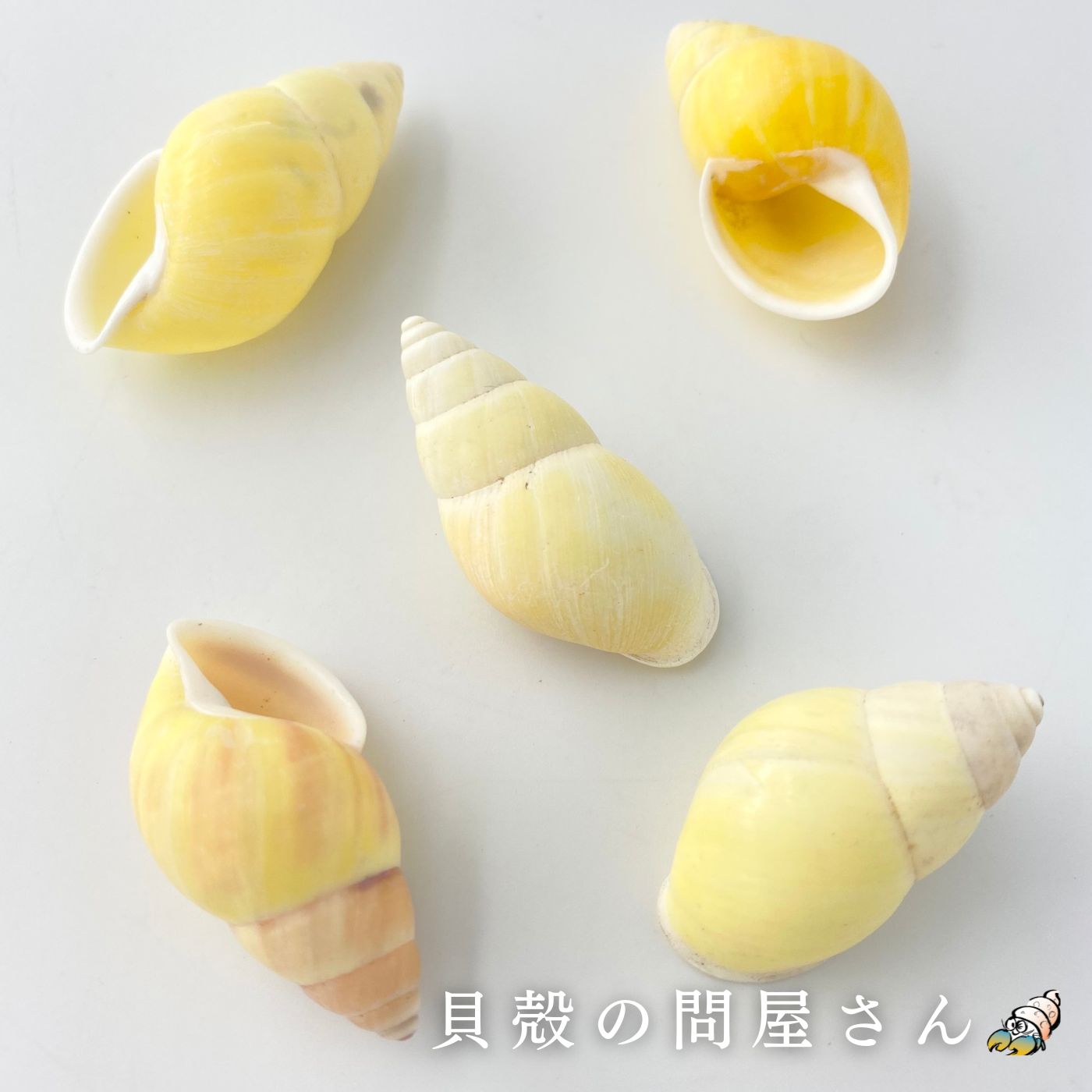 ［陸貝］イエローランドスネール【約3.5～5cm/5個】■メール便可(12袋まで)■陸貝 貝 貝殻 シェル 小屋 アクアリウム カタツムリ