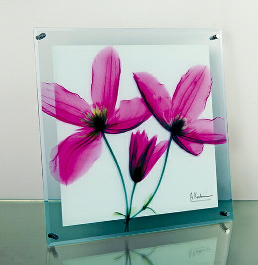 ガラスアート 額サイズ　 ：W30 x H30 x D2 cm 重量　　　　： 1kg 材料　　　　： ガラス、メタルパーツ 仕様　　　　： 壁掛用 商品は置いてありますが壁掛用ですクリアなガラスプレートに、透明感のあるレントゲンモチーフを...