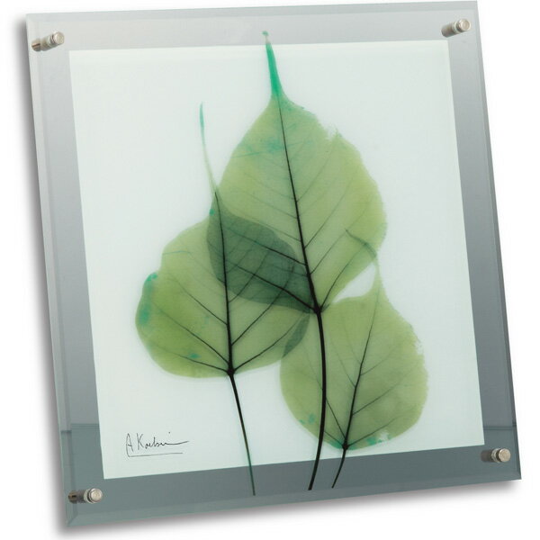 X Ray ���饹�����ȡʥ��ȥ��󥢡��ȡ� ���꡼��桼������ɳ��ѡˡ�M��������