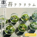 苔テラリウム ガラスボールサイズ Moss terrarium 北澤造園【おしゃれ 癒し インテリア 観葉植物 ボトルテラリウム こけ 苔 樹木 天然石リラック...