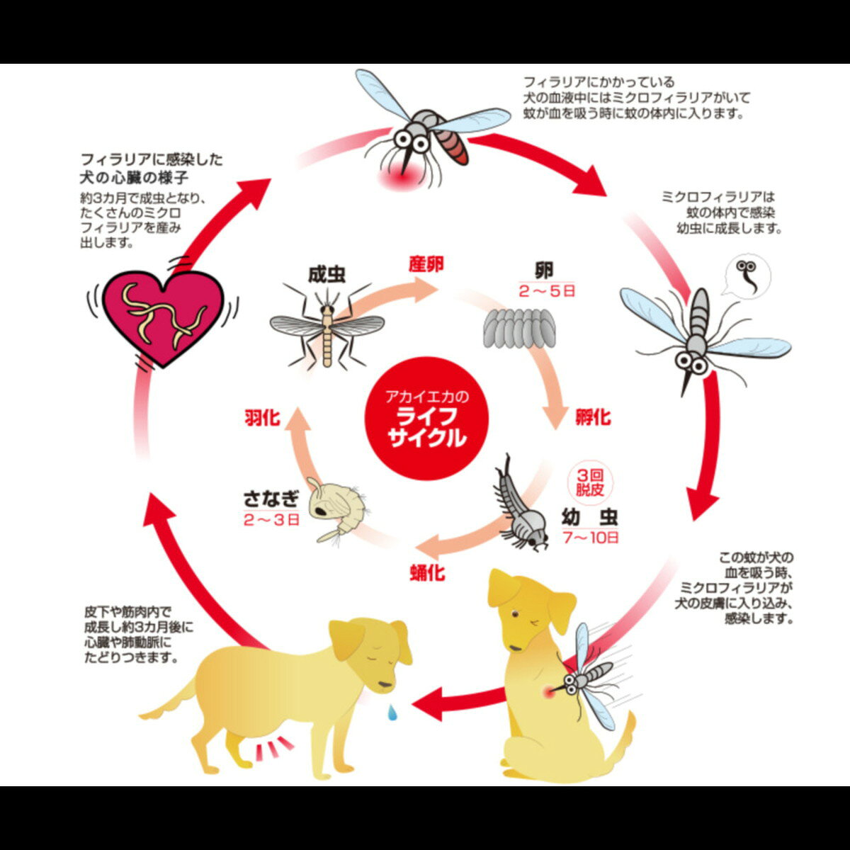 ホームライフの【送料お得・まとめ買い×11個セット】アース・ペット 殺虫・虫よけ ボディースプレー 300mL 犬猫用｜アングル3