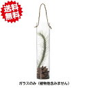 送料無料 ハンギンググラス ストレL お買い得6個セット エイチツーオー 切り花 生花 北海道・沖縄・離島出荷不可(3)