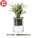 送料無料 スコンガラスSS お買い得6個セット エイチツーオー 切り花 生花 北海道・沖縄・離島出荷不可