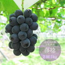 【送料無料】 希少 『 藤稔 （ふじみのり） 』山梨 大粒 