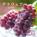 デラウェア 2kg 山梨産 ブドウ【7月下旬~8月上旬】大粒 種なし ぶどう 産地直送 朝摘み 果物 フルーツ ブドウ